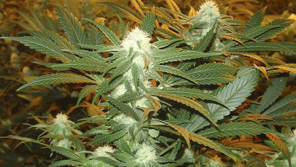 Jamaican Dream da Eva Seeds em interior