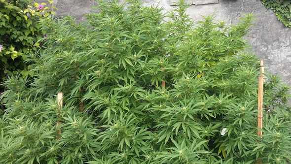 Jamaican Dream flowering at outdoor