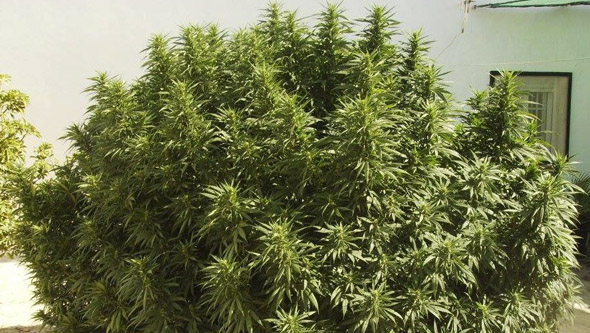 Monster seed flowering at outdoors Monster seed flowering at outdoors