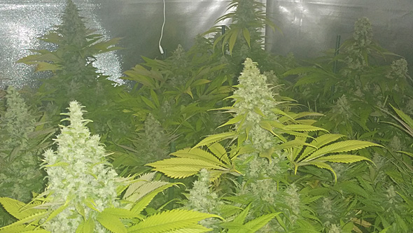 Monster seeds flowering in indoor crop