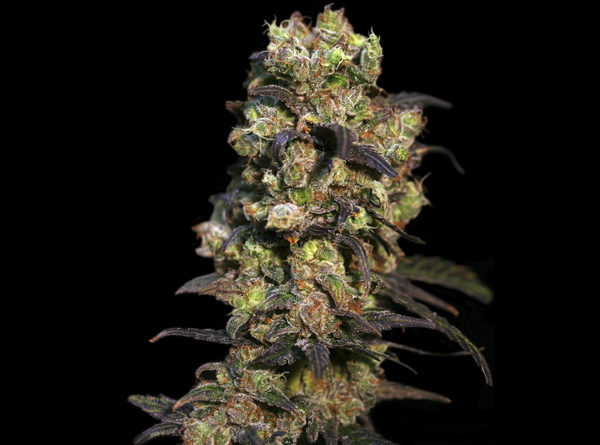 Pink Plant - Eva Seeds