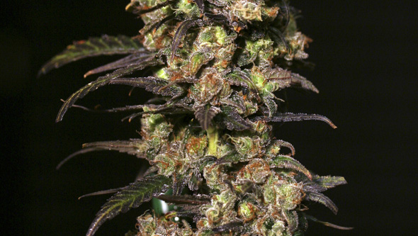 Pink Plant od Eva Seeds indoor