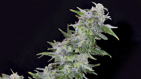 TNT Kush da Eva Seeds em interior