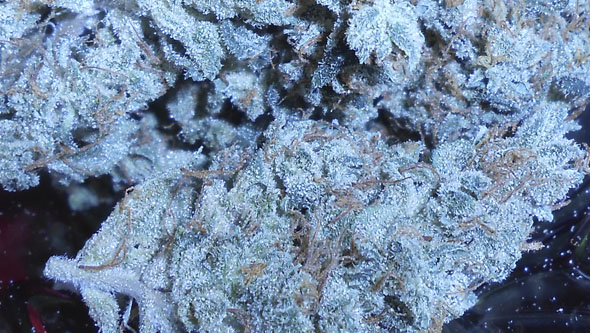 TNT Kush dry buds