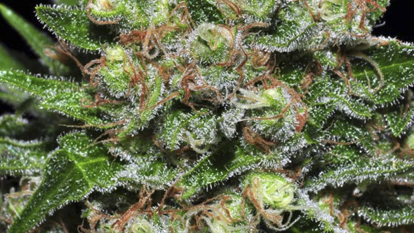 Vista macro de Veneno de Eva Seeds