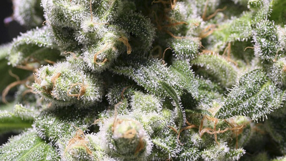 White Dragon von Eva Seeds