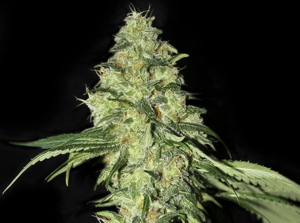 White Dragon - Eva Seeds