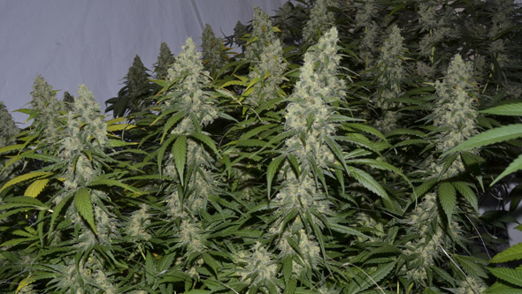 White Dragon da Eva Seeds em interior