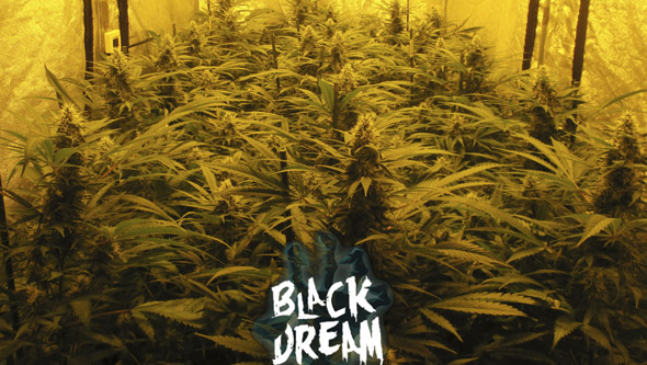 Cultivo de Black Dream floreciendo en interior