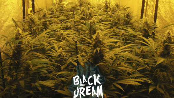 Cultivo de Black Dream floreciendo en interior Cultivo de Black Dream floreciendo en interior