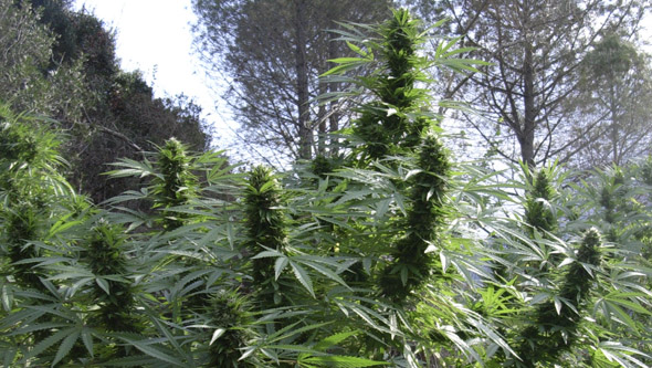 Black Dream floreciendo en exterior Black Dream floreciendo en exterior