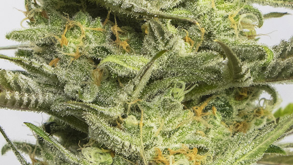 Gipsy Haze de Eva Seeds Gipsy Haze de Eva Seeds