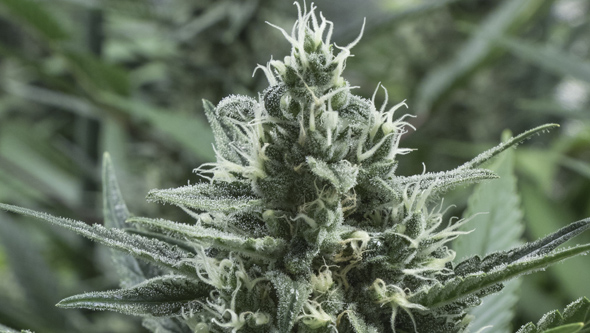 Gipsy Haze, Eva Seeds Gipsy Haze, Eva Seeds