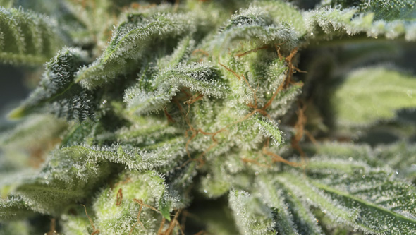 Papas Candy da Eva Seeds Papas Candy da Eva Seeds
