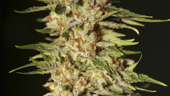 Papas Candy da Eva Seeds no interior Papas Candy da Eva Seeds no interior