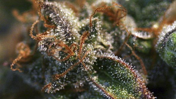 Pink Plant da Eva Seeds Pink Plant da Eva Seeds