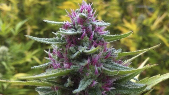 Pink Plant da Eva Seeds no exterior Pink Plant da Eva Seeds no exterior