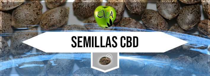 Semillas CBD