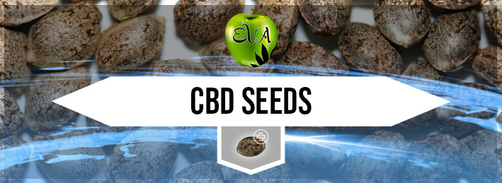 CBD Seeds