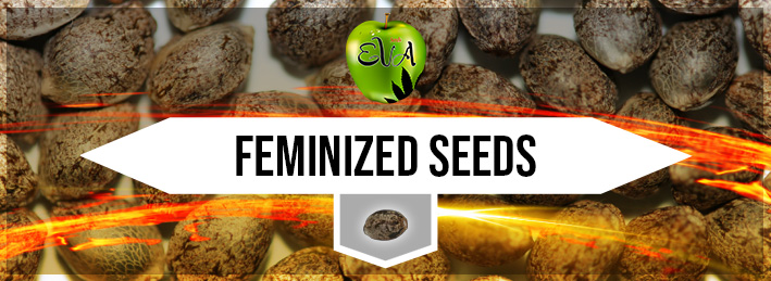 Feminized cannabis seeds