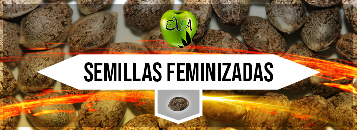 Semillas marihuana feminizadas