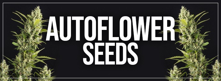 Eva Seeds, marijuana seedbank